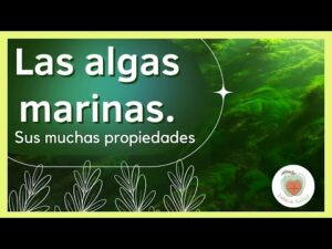 Beneficios del procesamiento de algas marinas: una fuente de nutrientes esencial