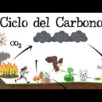 El papel crucial de la fotosíntesis y la respiración en el ciclo del carbono