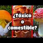 Los hongos comestibles de cuarto grado: ¿Cuáles son y cómo identificarlos?