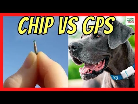Comprar GPS para Perros, Localizador perros gps al mejor precio