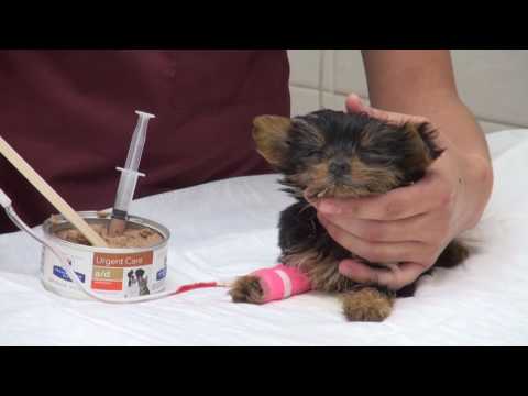 El poder nutritivo de Royal Canin Intestinal Puppy para cachorros con problemas intestinales