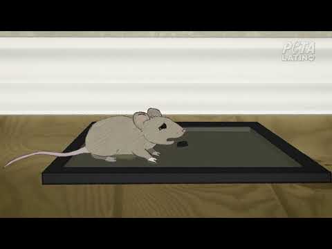 Как сделать ловушку для мышей из пластикового ведра