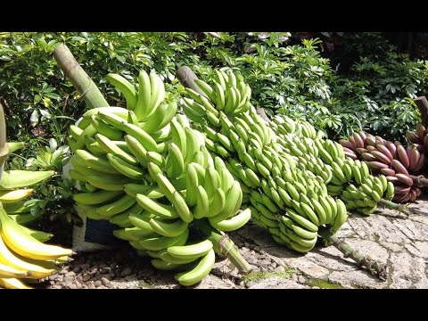 El nombre del plátano en Argentina: una mirada al lenguaje local