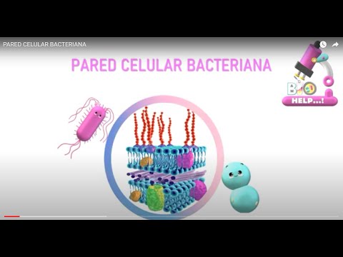 La importancia de la pared celular en la célula bacteriana