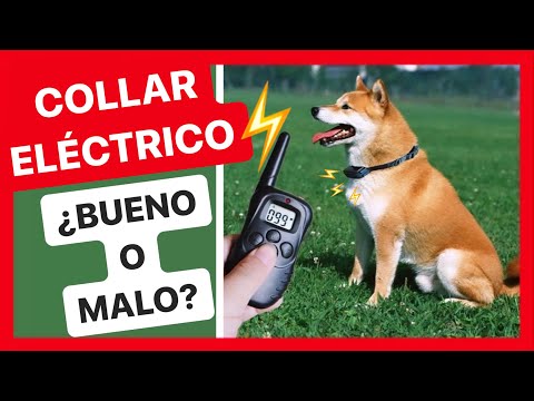 Opiniones sobre los collares de adiestramiento para perros con descarga eléctrica: ¿efectivos o inhumanos?