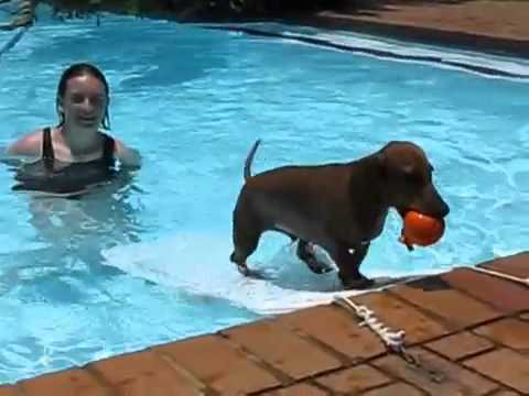 La solución ideal para que tu perro disfrute del agua: escalera de piscina para perros