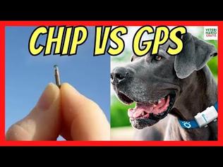 Collari GPS: la soluzione perfetta per la sicurezza del tuo cane 