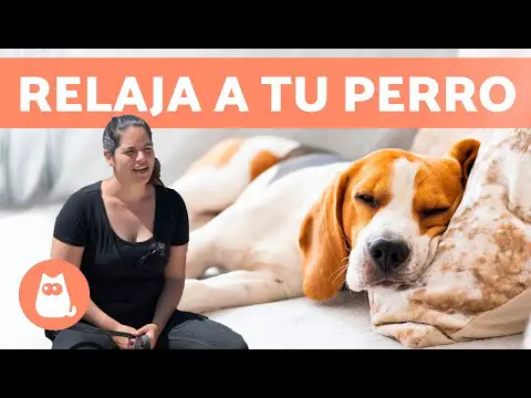 Relajación canina: El cojín antiestrés que tu perro necesita