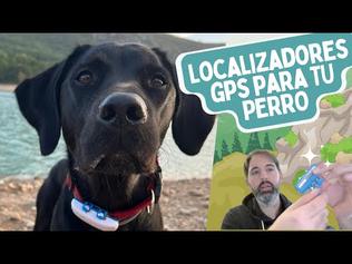 Localizador GPS para perros - Lo que necesitas saber