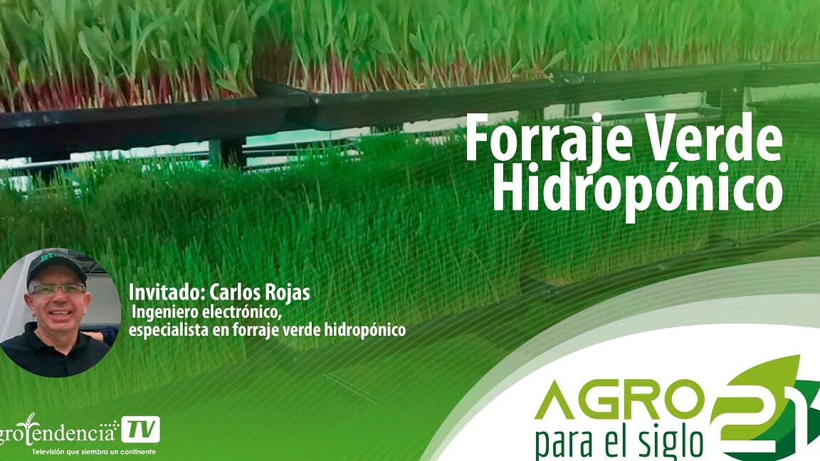 Cultivo de forraje verde hidropónico: Guía en PDF para una alimentación sostenible