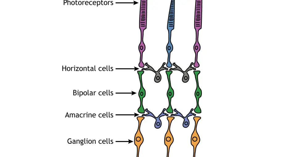 Funciones y características de las células amacrinas y horizontales