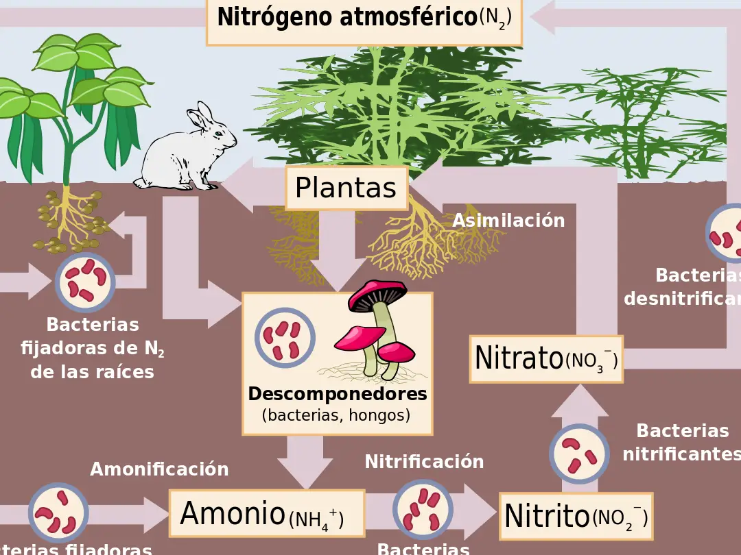 La importancia de las bacterias en el ciclo del nitrógeno
