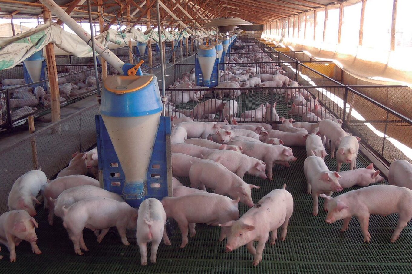 Oportunidades en rejillas para cerdos de segunda mano: encuentra la mejor opción para tu granja