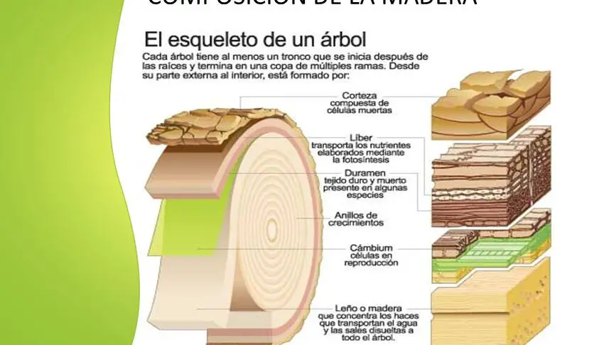 Todo lo que debes saber sobre la composición de la madera