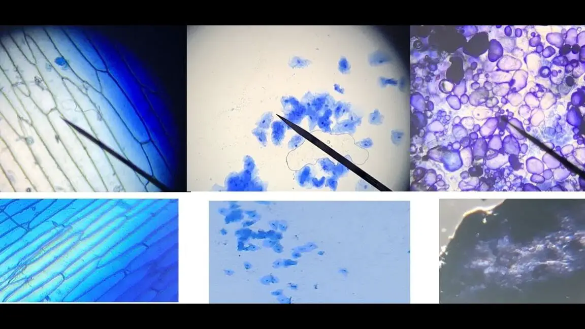 Utilizando el azul de metileno para teñir células: una técnica efectiva en el laboratorio